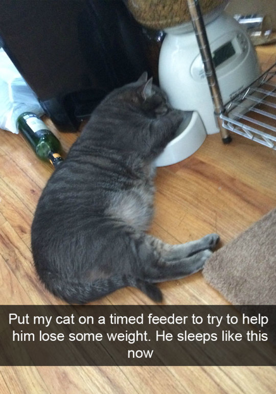 Cat snaps