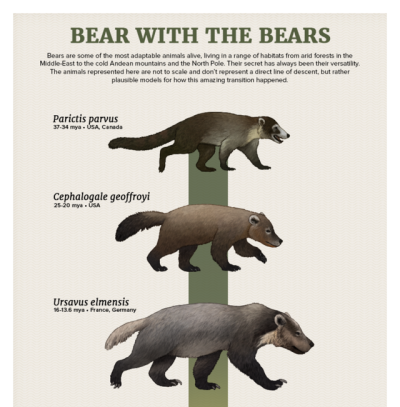 The Casual Paleoartist • Evolution Series: Bear with the Bears Bears are...