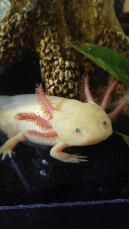 axolotes mexicanos tumblr axolotes mexicanos tumblr