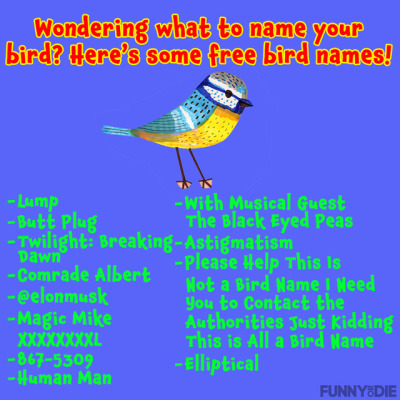Blue Bird Names >> Bird Names Tumblr Blue Bird Names >> Bird Names Tumblr