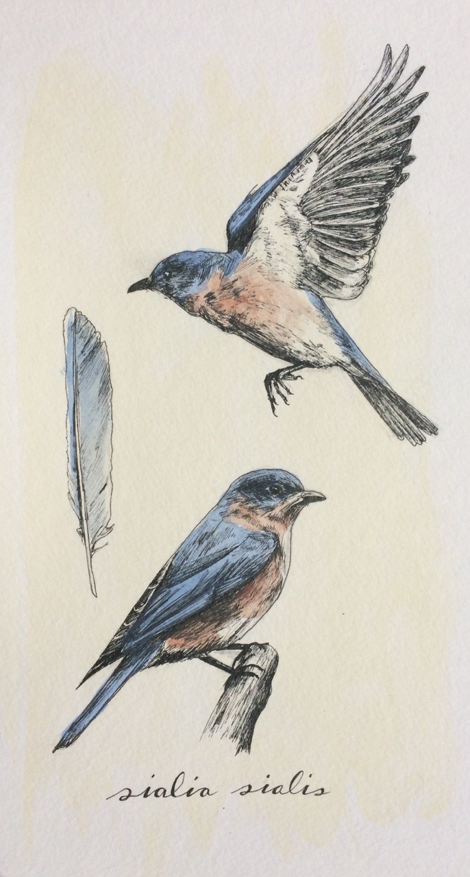 Eastern Bluebird By Sasha Zeidenberg Follow her at https://infinitesismall.tumblr.com/ — Immediately post your art to a topic and get feedback. Join our new community, EatSleepDraw Studio, today!