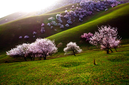 fancyadance:Located in Tuergen Township, Xinyuan County, Yili...