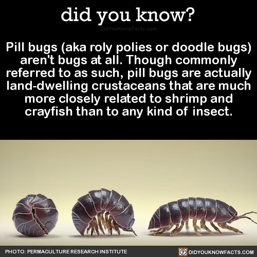 Pill Bugs On Tumblr