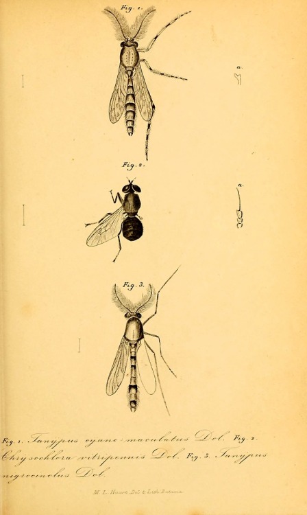 Diptera of the Dutch East Indies and related subjectsBy...