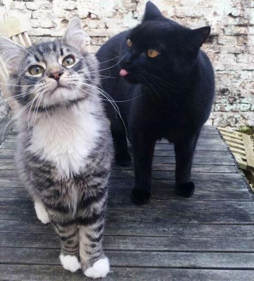 justcatposts:This is probably my favourite photo on the...