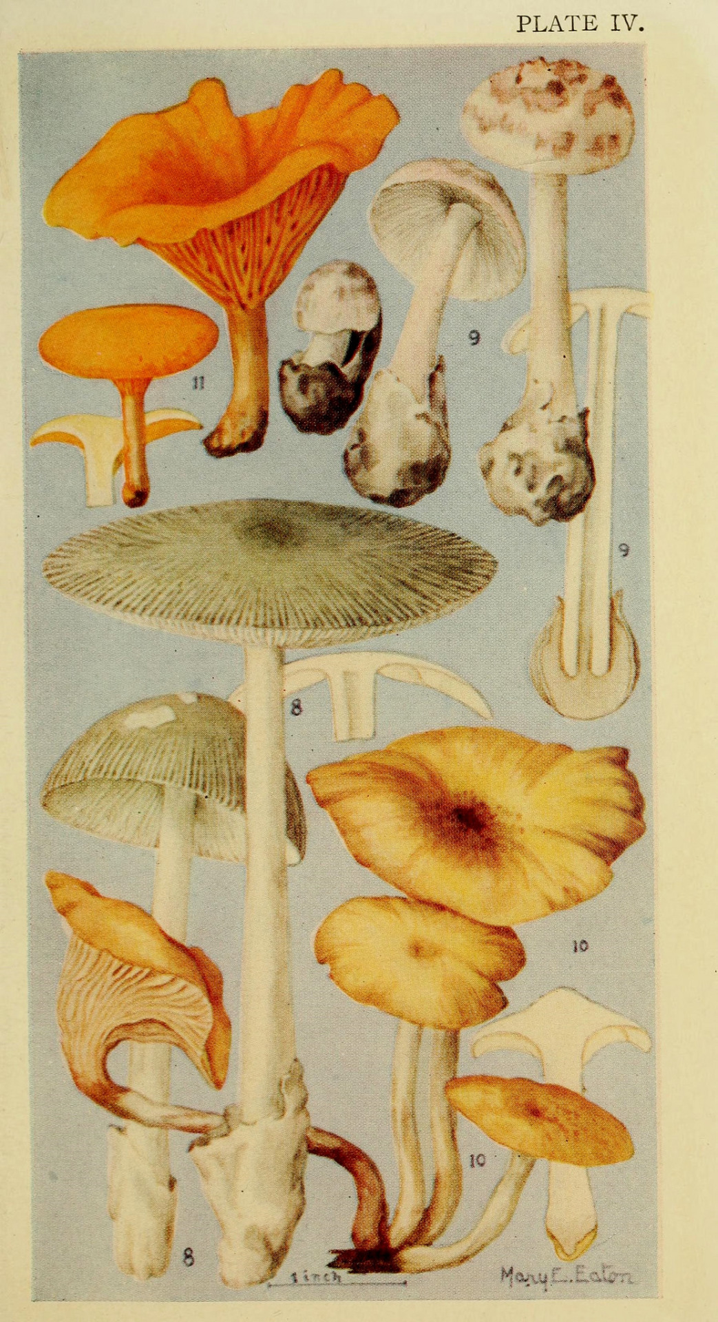 Scientific Illustration Wapiti Field Book Of Common Gilled Mushrooms