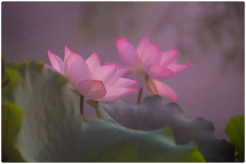 andantegrazioso:Lotus | Zhi Huang