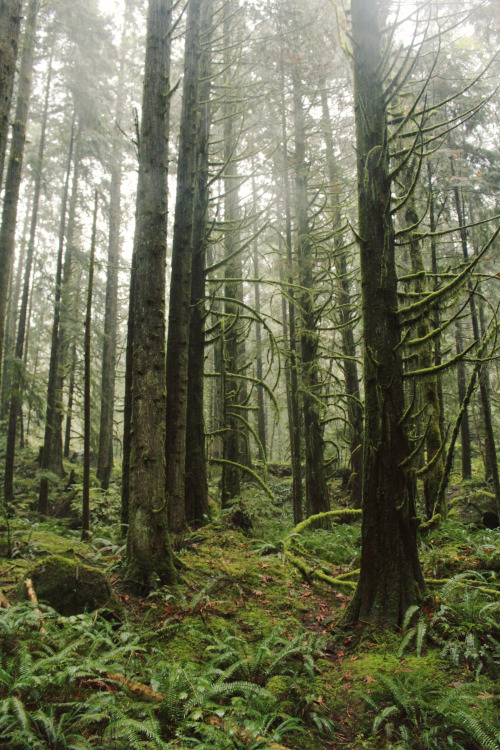 matchbox-mouse:Gorgeous foggy day. Honestly the woods in...