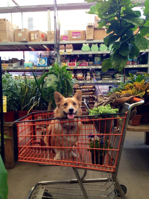 templetonthecorgi:The idea is to put Templeton in the cart so...