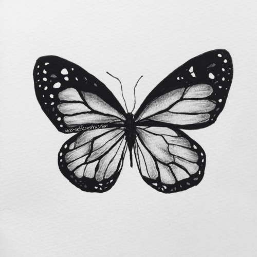 butterfly drawing on Tumblr