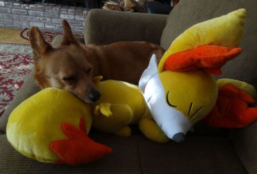 pacificpikachu:My beloved corgi Honey needs help!Her eye...