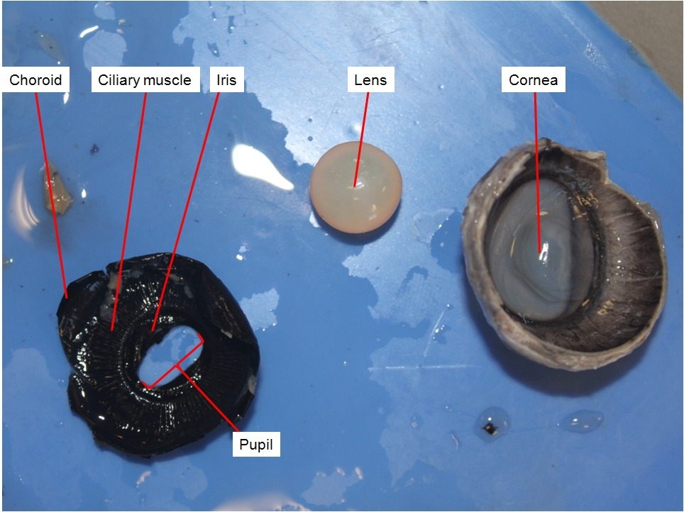 Cow Eye Dissection Dissection Dissection Resources For Off