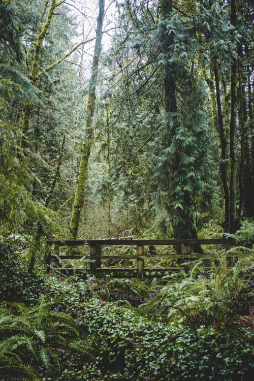 bearalberta98