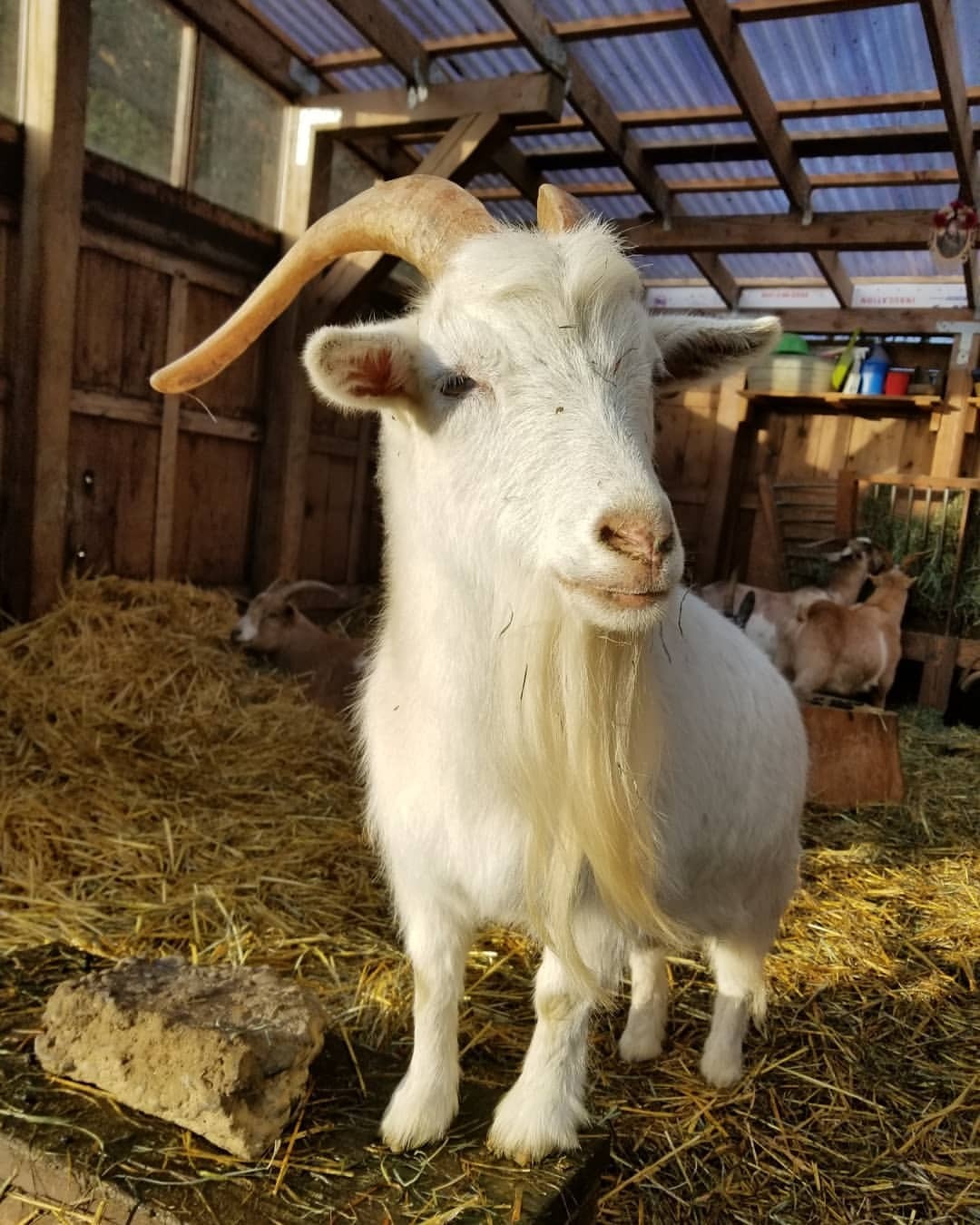 HI. WE ARE THE BELMONT GOATS. — Bambi and Cooper say nope. # ...