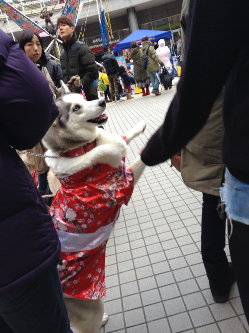 manafromheaven:candidcantrix:So, I was out in Odaiba with my...