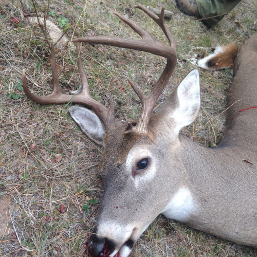 bchighlander:My hunting partner’s fantastic 5x7 whitetail....