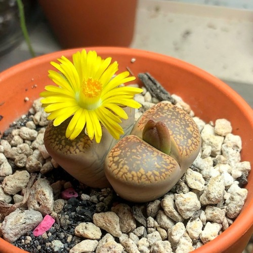 alex-grows-pomegranates:The Lithops is flowering! These guys...