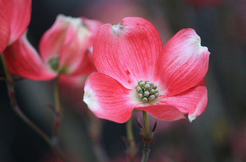 alice44:Dogwood on Flickr.