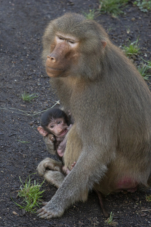 sdzoo:Mother-daughter Bonding Female Hamadryas baboons give...