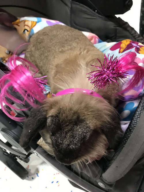 pigtails rabbit rabbits rabbitlove rabbitlife bunny bunnies bunnylove bunnylovers bunnyrabbit bunnylife pet pets cute houston texas