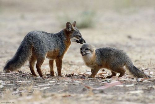 wigwamnegress:ainawgsd:Channel Island FoxThe island fox...