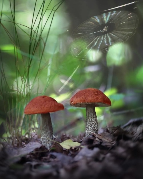 mushrooms spider web cobweb nature landscape