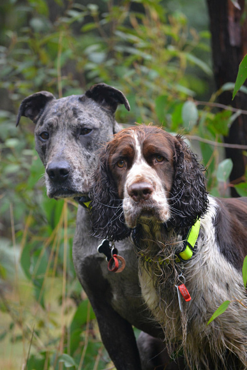 dogs-on-logs::/ and :C