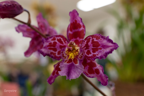 ardenceflora:Odontoglossum unregistered