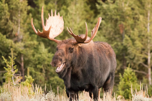 ruinedchildhood:Grand Teton National Park: Sometimes moose...