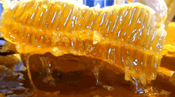 Hunby Furry Bee Porn - honey stim | Tumblr