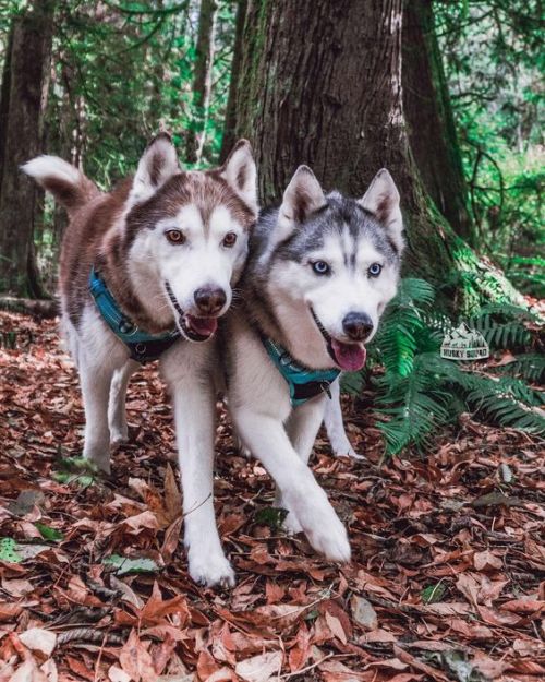 trasemc:My husky family