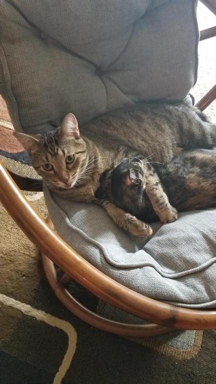 cutecornflakes:Caught a mini blep while they were cuddling