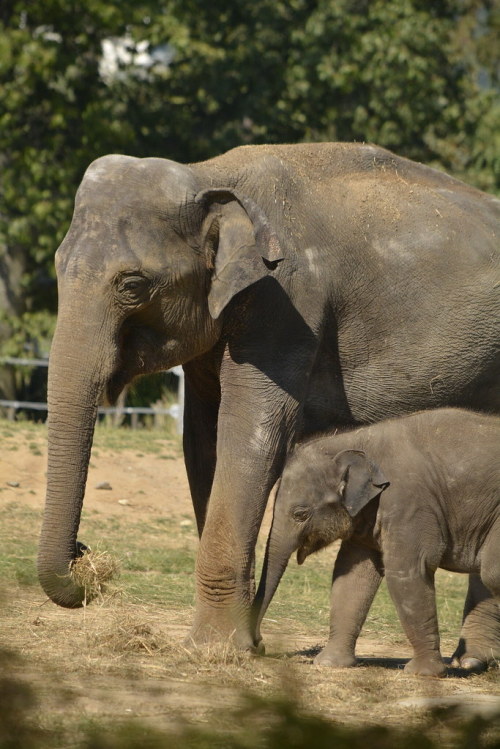 zoo-packys