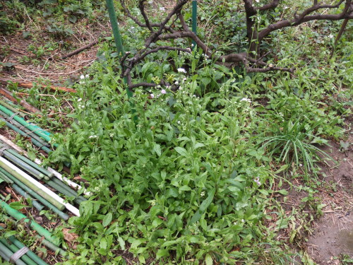 ハルジオンだかヒメジョオンだかが開花＆繁茂。茎が中空なのがハルジオンらしいので、今度見分けよう。生薬は概ね順調。ミントとカジイ...