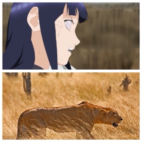 littleredbanana:Hinata Hyuga, Lioness of the Leaf (bonus...