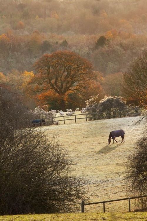 seasonsofwinterberry:Autumn in the Cotswolds, England