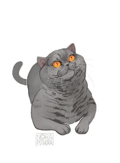 British Shorthair Cat Tumblr