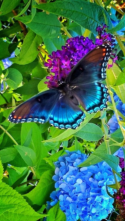 shelovesplants:The color blue in a butterfly is believed to...