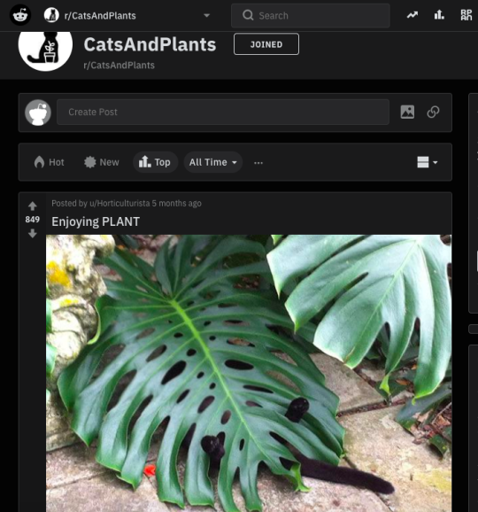 lads i know ive said this before but i cannot stress enough how much good plant content reddit has