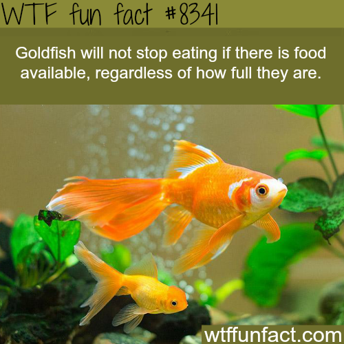 Don’t overfeed your goldfish - WTF fun facts