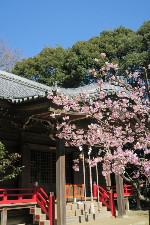 ninetail-fox:an early spring ,Ninomiya