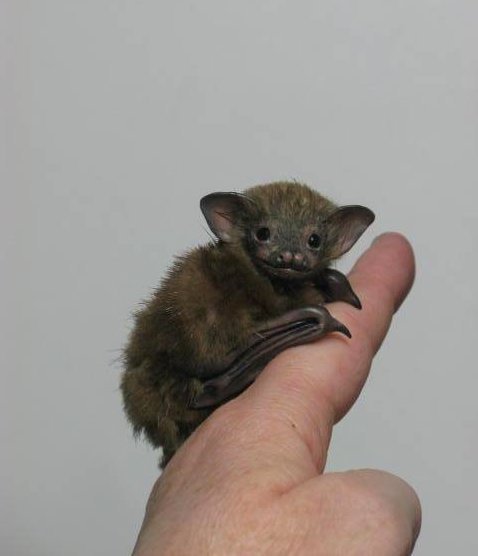 cosmickiwii:jadesandslash:I absolutely love tiny bats and you should tooJust look at...