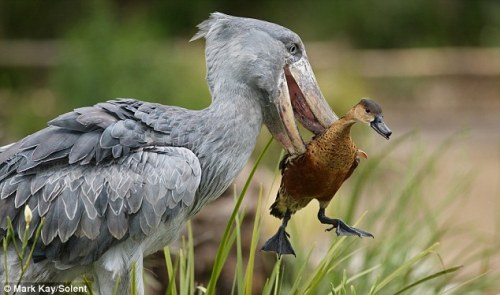 the-armed-utahn:noxvella:journeyearth:This duck got...