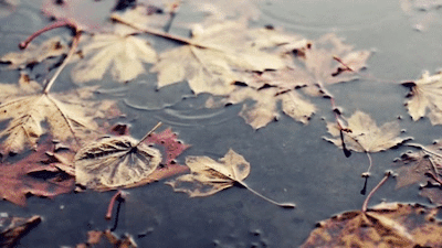 folhas secas | Tumblr