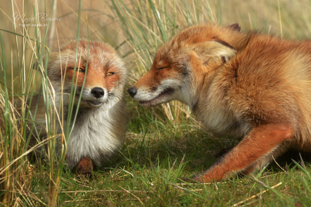 A Fantastic Fox – phototoartguy: The unexpected meeting by Dexter...