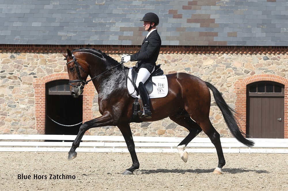 all-the-horses: Blue Hors Zatchmo Blue Hors...