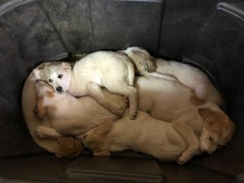 doggopupperforpres:I thought you might enjoy the tub of...