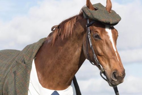 Horses Tweed BBC