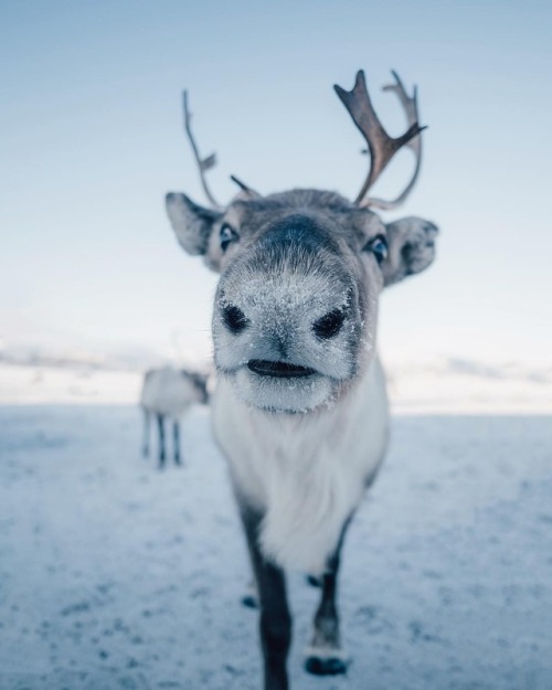 tromsø arctic reindeer norway reindeer