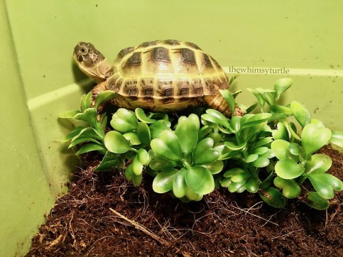 Ha!  Take that, plastic plants!  I’ve got my whole shell on you,...